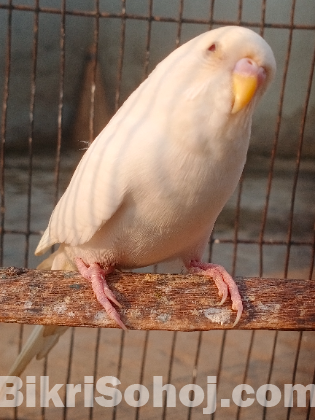 এল বিনো  বাজিগর পাখি